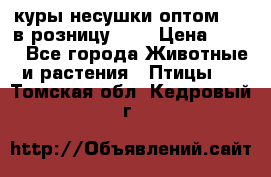 куры несушки.оптом 160 в розницу 200 › Цена ­ 200 - Все города Животные и растения » Птицы   . Томская обл.,Кедровый г.